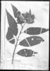 Critonia nubigena image