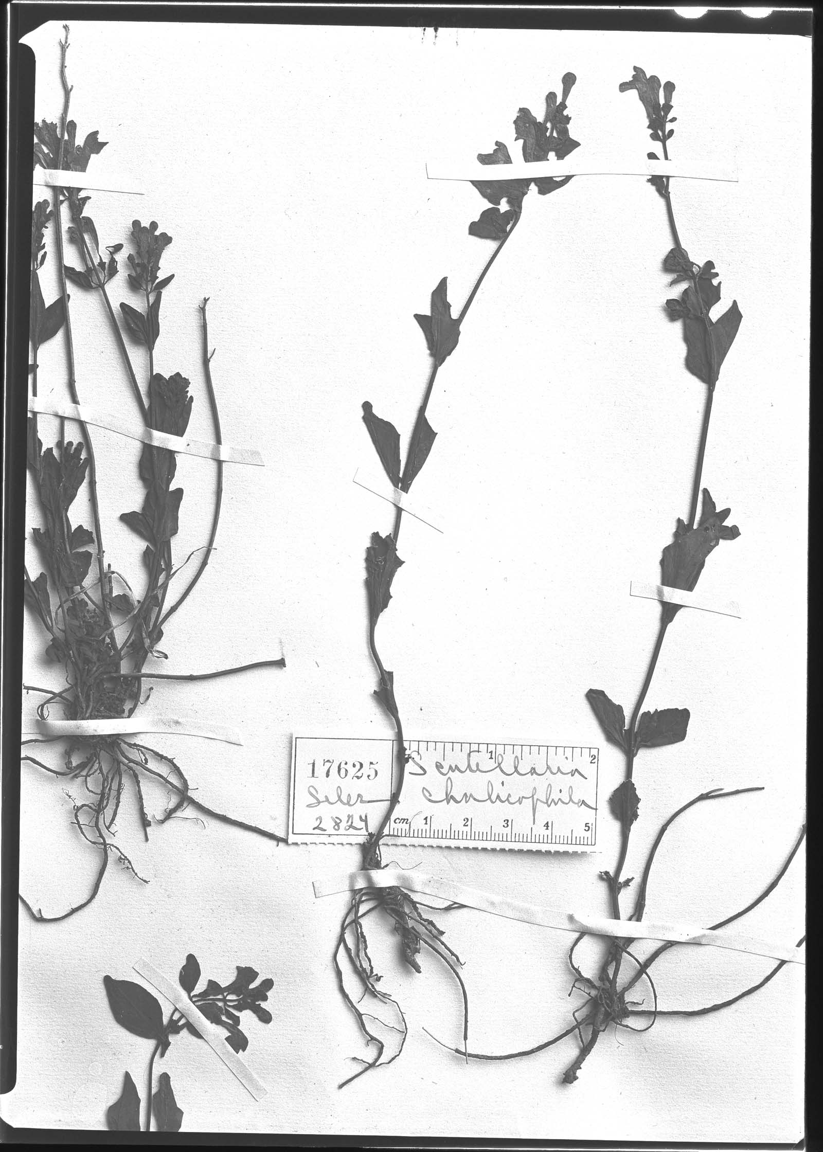 Scutellaria chalicophila image