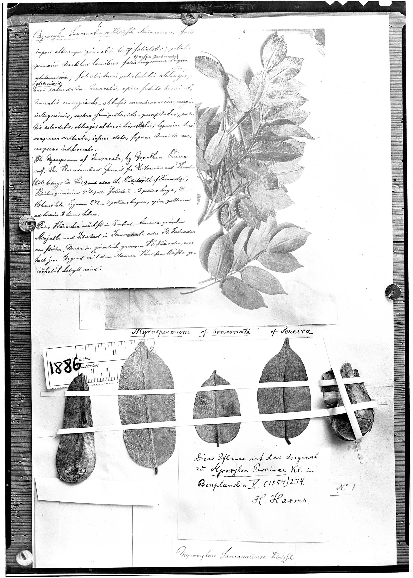 Myroxylon balsamum var. pereirae image