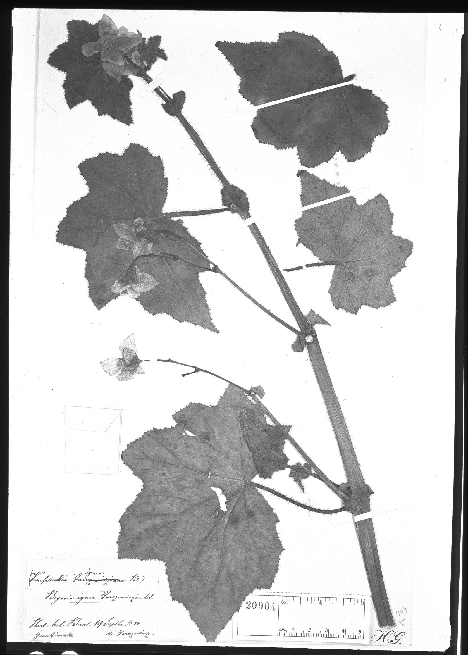 Begonia ignea image