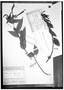 Field Museum photo negatives collection; Berlin specimen of Siphocampylus scandens (Kunth) G. Don, PERU, F. W. H. A. von Humboldt, Type [status unknown], B