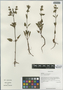 Salvia roborowskii Maxim., China, D. E. Boufford 32336, F