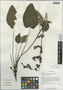 Salvia heterochloa Stibal, China, D. E. Boufford 33382, F