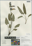 Salvia wardii Stibal, China, D. E. Boufford 31322, F