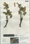 Salvia wardii Stibal, China, D. E. Boufford 31441, F