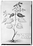 Field Museum photo negatives collection; Genève specimen of Cuphea cordifolium Sessé & Moc., MEXICO, M. Sessé, Type [status unknown], G