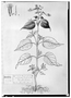 Field Museum photo negatives collection; Genève specimen of Cuphea cyanosa DC., MEXICO, M. Sessé, Type [status unknown], G