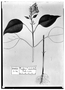 Field Museum photo negatives collection; Genève specimen of Cuphea secunda DC., MEXICO, M. Sessé, Type [status unknown], G