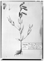Field Museum photo negatives collection; Genève specimen of Cuphea tricolor DC., MEXICO, M. Sessé, Type [status unknown], G