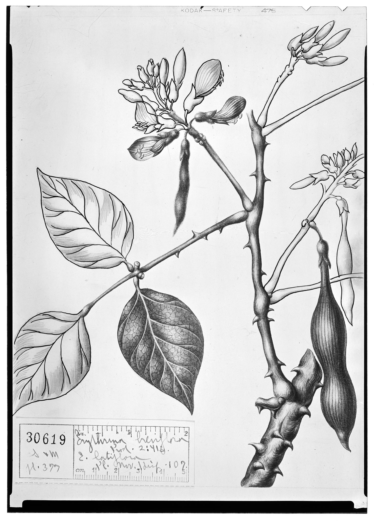 Erythrina breviflora image