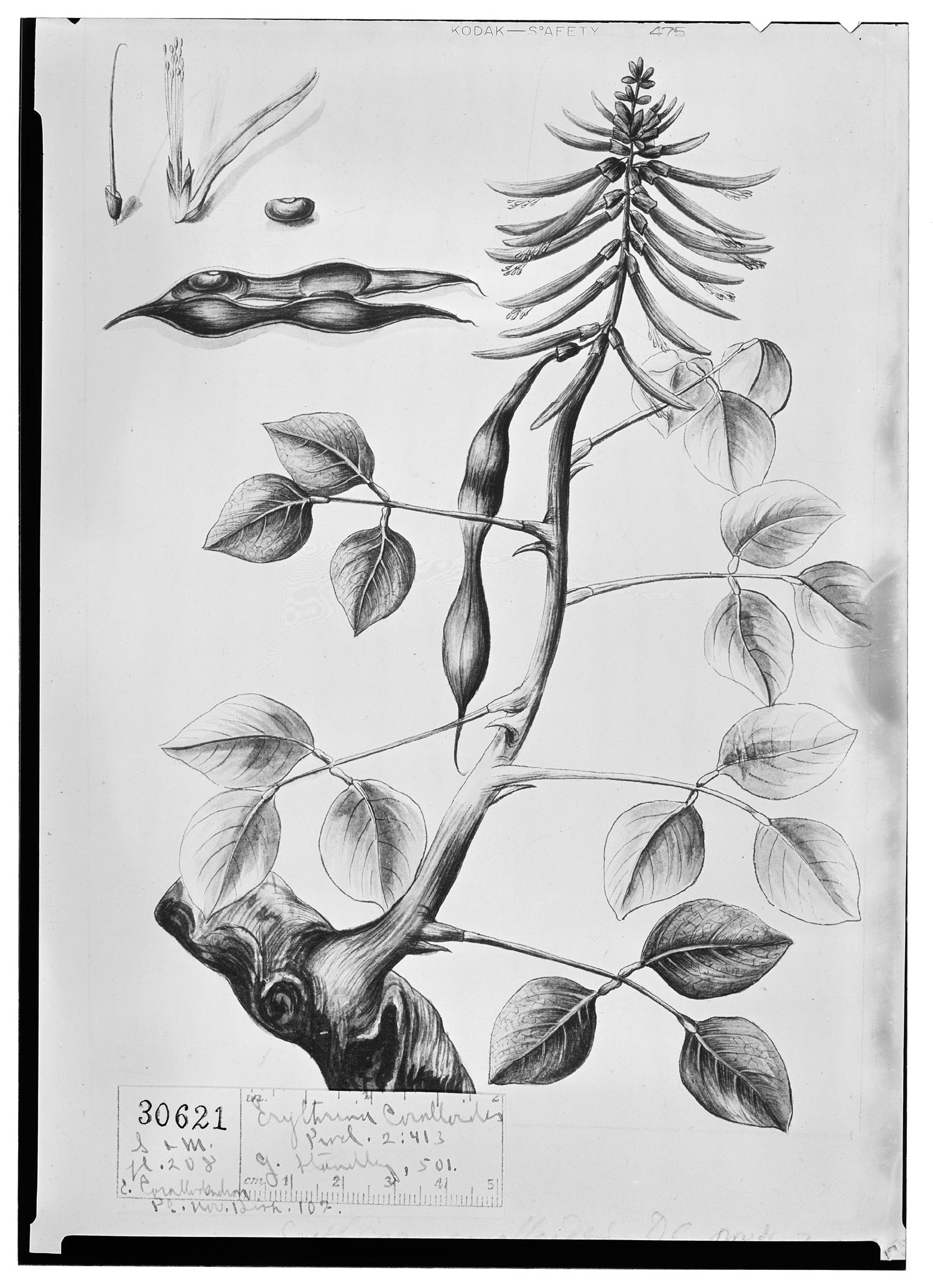 Erythrina coralloides image