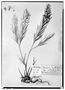 Field Museum photo negatives collection; Genève specimen of Heimia syphilitica DC., MEXICO, M. Sessé, Type [status unknown], G