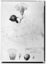 Field Museum photo negatives collection; Genève specimen of Lafoensia mexicana DC., MEXICO, M. Sessé, Type [status unknown], G