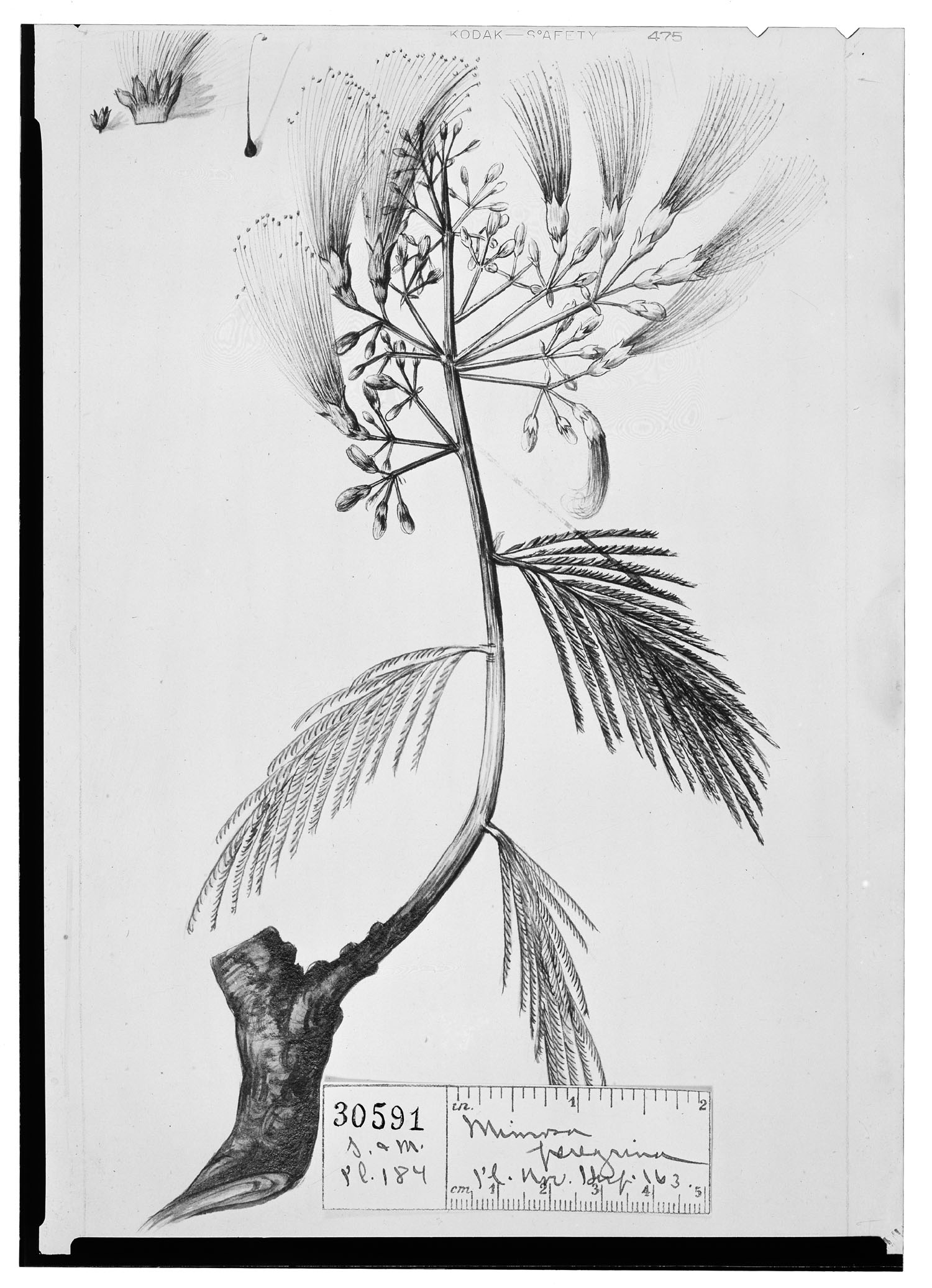 Parkia timoriana image