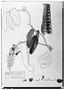 Field Museum photo negatives collection; Genève specimen of Mucuna rutilans DC., MEXICO, M. Sessé, Type [status unknown], G