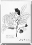 Field Museum photo negatives collection; Genève specimen of Pterocarpus crispatus DC., MEXICO, M. Sessé, Type [status unknown], G