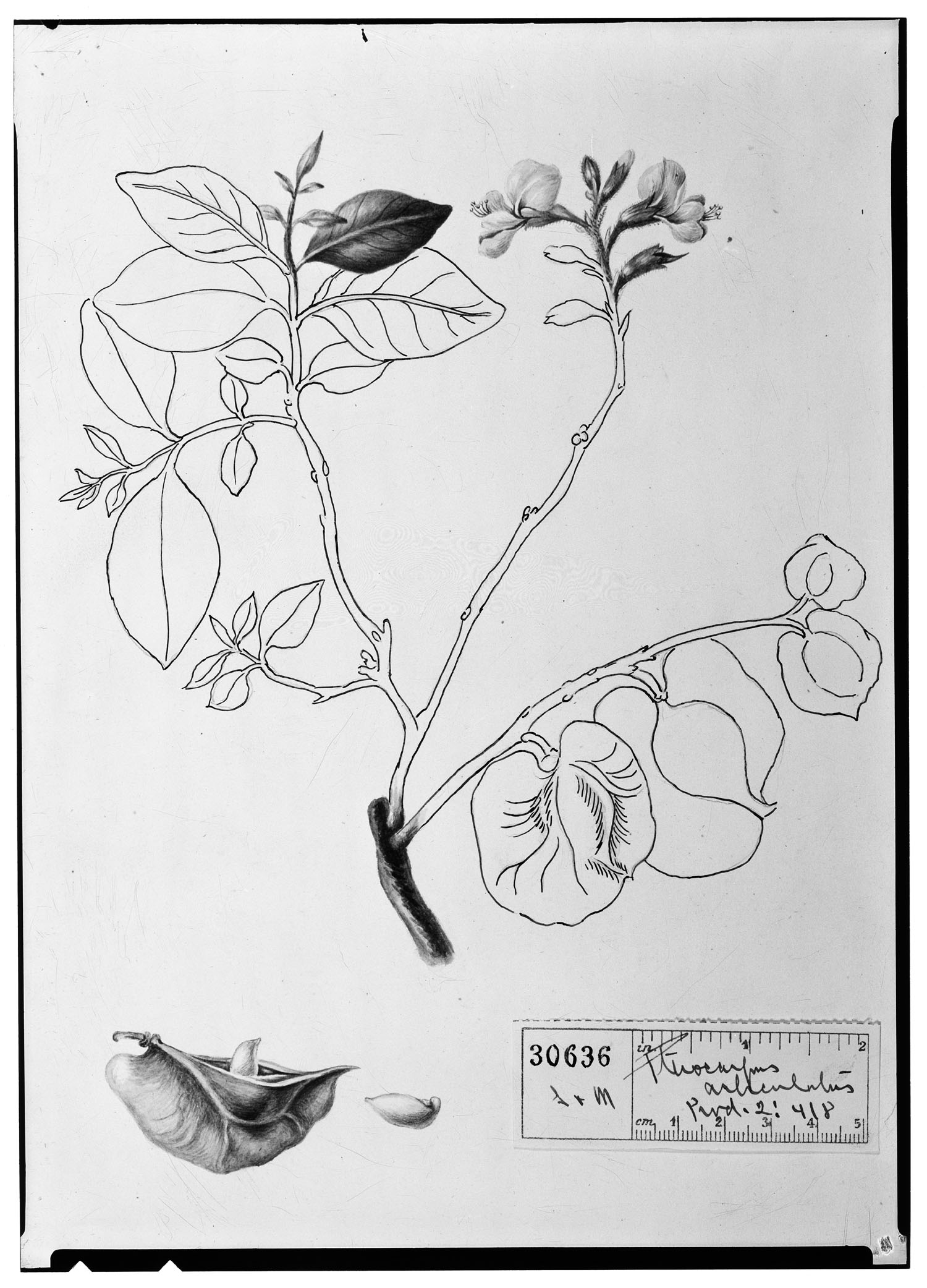 Pterocarpus orbiculatus image