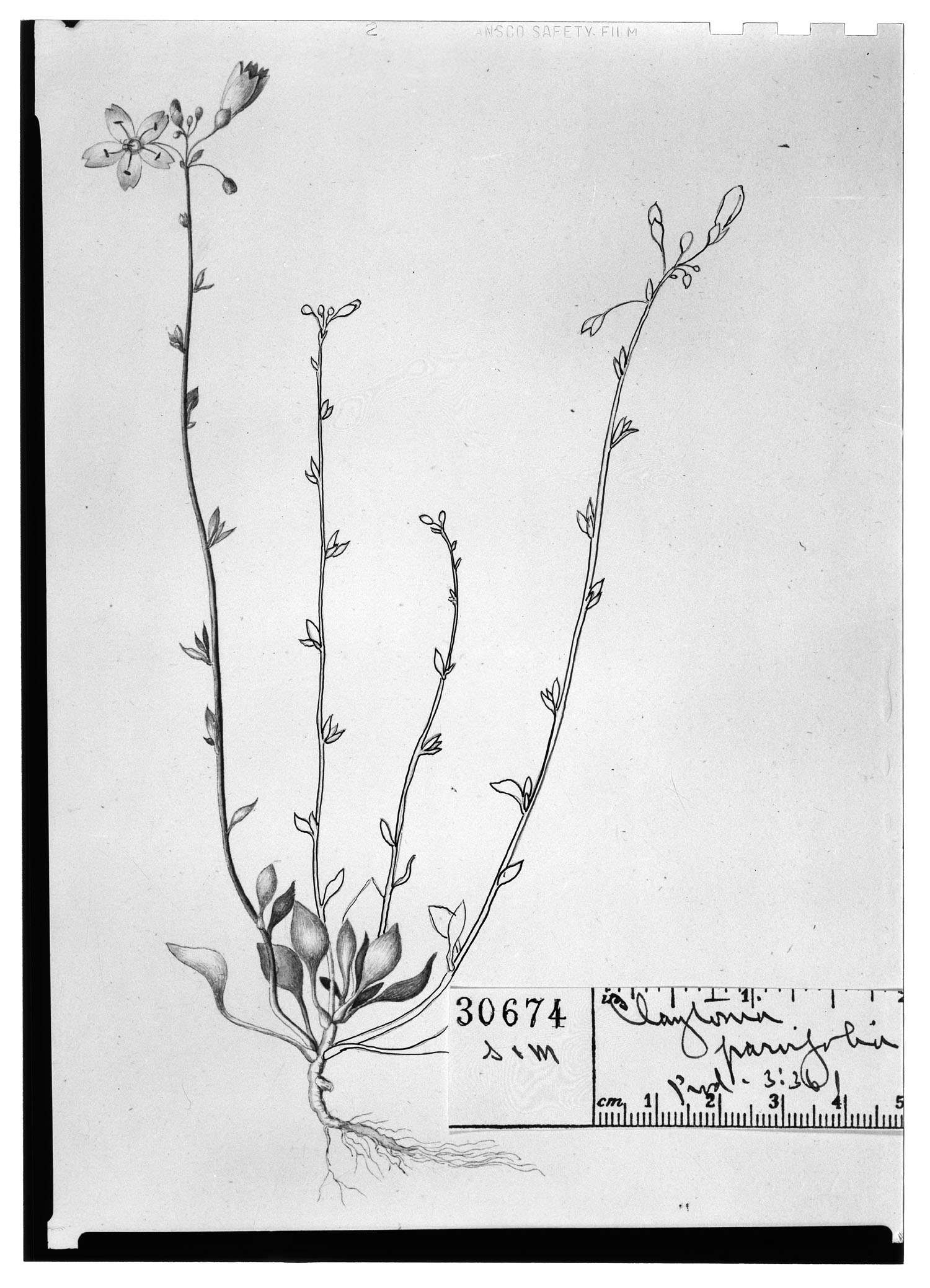 Claytonia parvifolia image