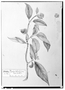 Field Museum photo negatives collection; Genève specimen of Cornus disciflora DC., MEXICO, M. Sessé, Type [status unknown], G