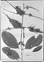 Field Museum photo negatives collection; Genève specimen of Combretum erianthum Benth., GUATEMALA, K. T. Hartweg 526, Isotype, G