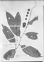 Field Museum photo negatives collection; Genève specimen of Eschweilera bogotensis R. Knuth, COLOMBIA, G. C. W. H. Karsten, Isotype, G