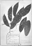 Field Museum photo negatives collection; Genève specimen of Piper reptabundum C. DC., Costa Rica, A. Tonduz 9277, Holotype, G