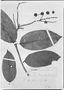 Field Museum photo negatives collection; Genève specimen of Eschweilera laurifolia (O. Berg) Miers, BRAZIL, F. Sellow 151, G