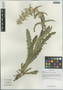 Cryptothladia chinensis (Y. Y. Pai) M. J. Cannon, China, D. E. Boufford 37114, F