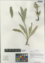 Cryptothladia chlorantha (Diels) M. J. Cannon, China, D. E. Boufford 33186, F