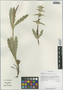 Cryptothladia kokonorica (K. S. Hao) M. J. Cannon, China, D. E. Boufford 32344, F