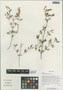 Jasminum grandiflorum L., China, D. E. Boufford 30592, F