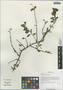 Ligustrum delavayanum Har., China, D. E. Boufford 33043, F