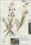 Chamerion angustifolium subsp. angustifolium, China, D. E. Boufford 36780, F