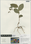 Epipactis helleborine (L.) Crantz, China, D. E. Boufford 30517, F