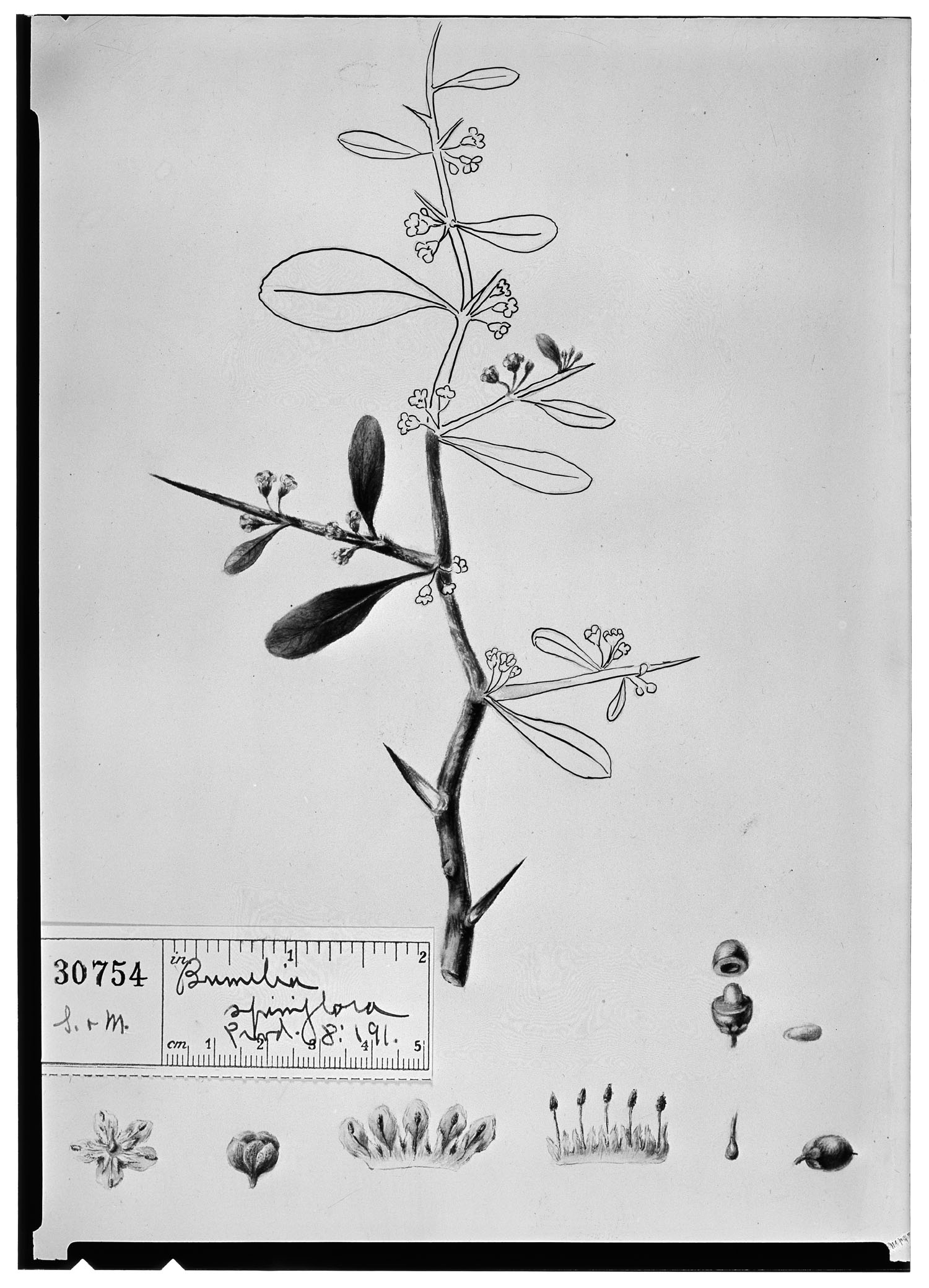 Bumelia spiniflora image
