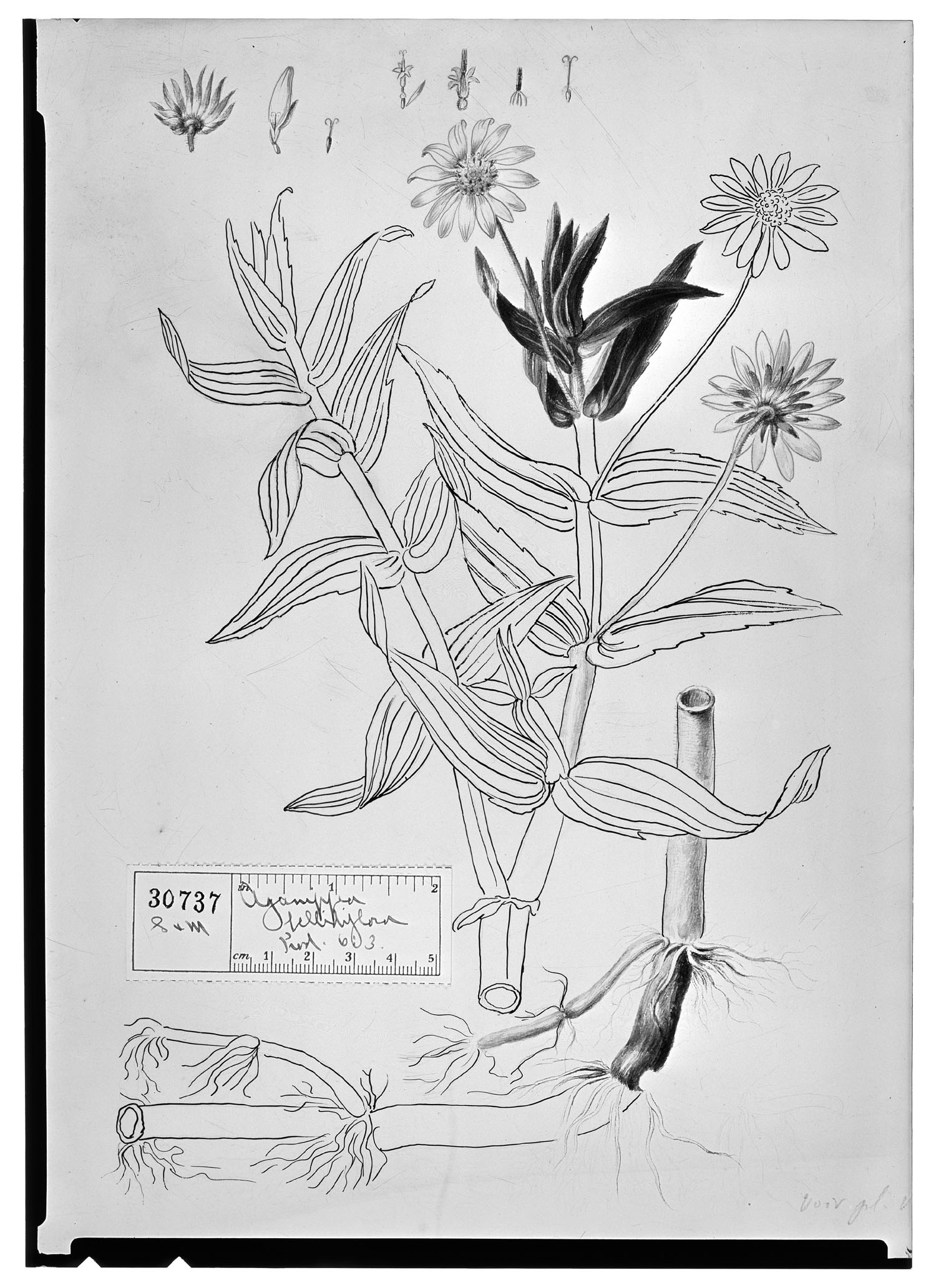 Jaegeria bellidiflora image