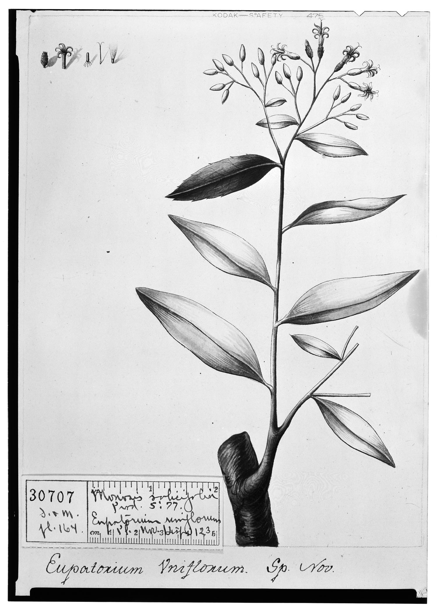 Critoniopsis salicifolia image