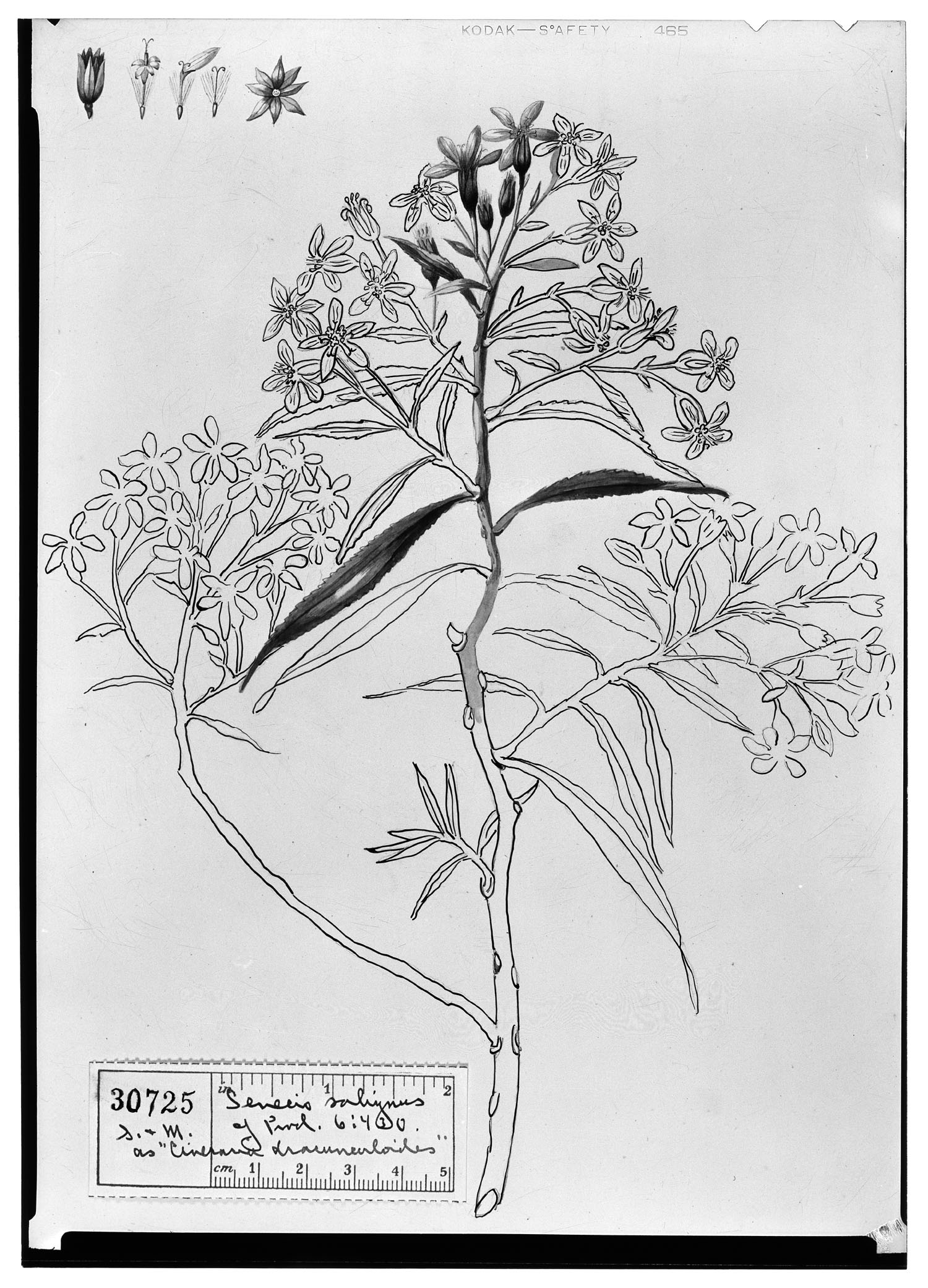Barkleyanthus salicifolius image