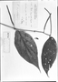 Piper chrysostachyum image