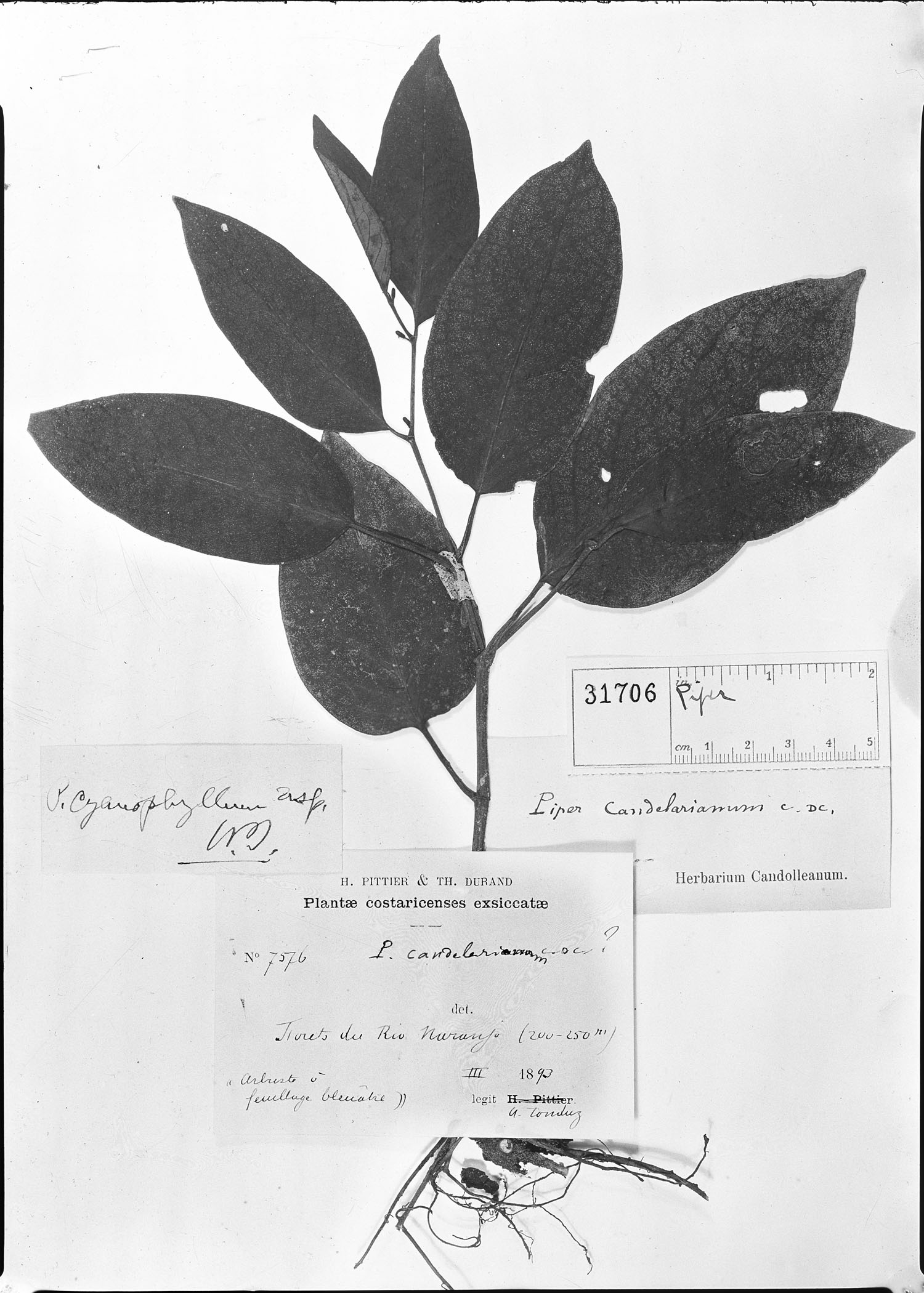 Piper cyanophyllum image