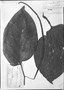 Piper euryphyllum image