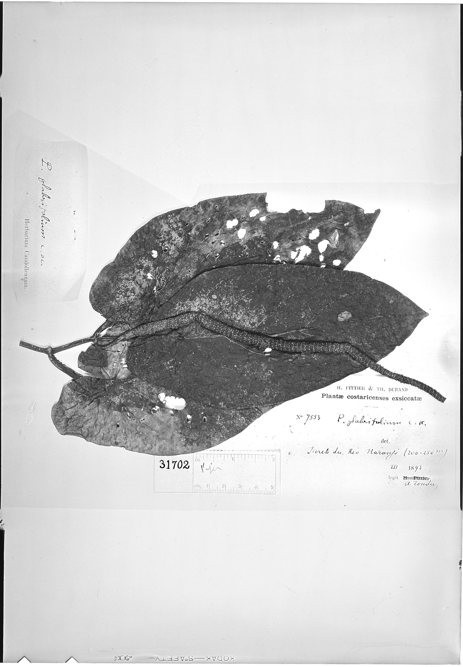 Piper glabrifolium image