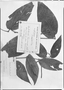 Piper perhispidum image