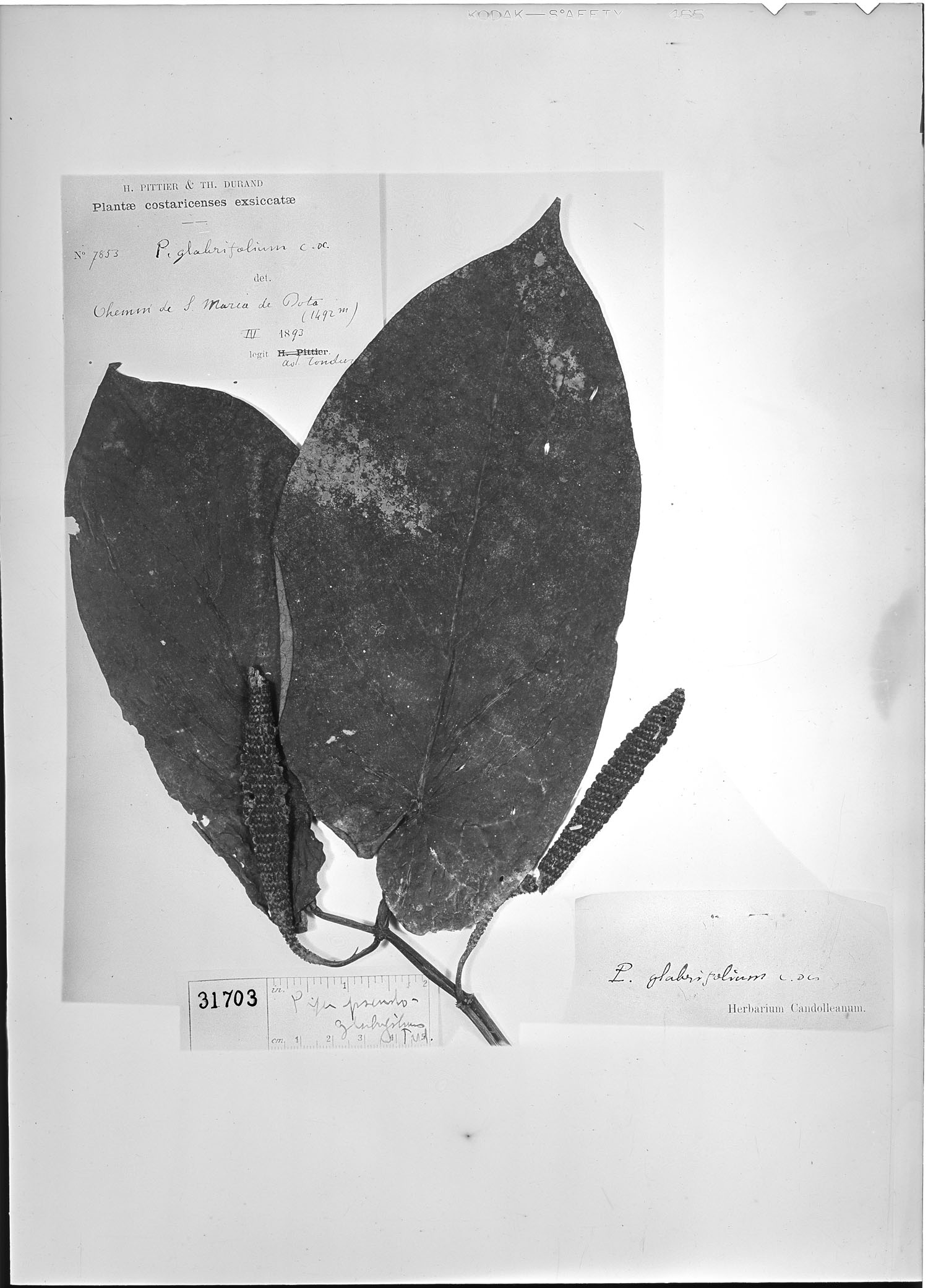 Piper pseudoglabrifolium image