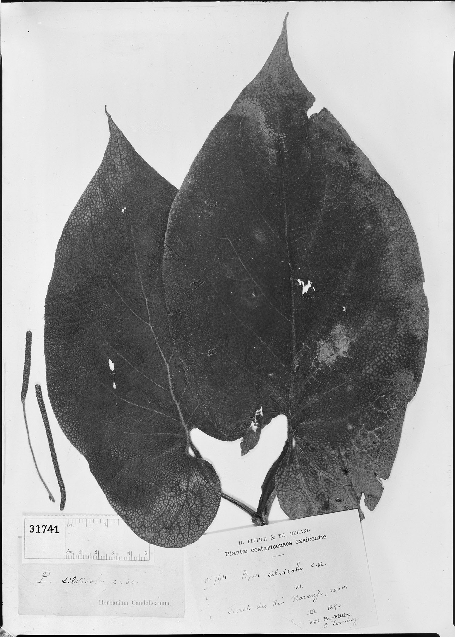 Piper silvicola image