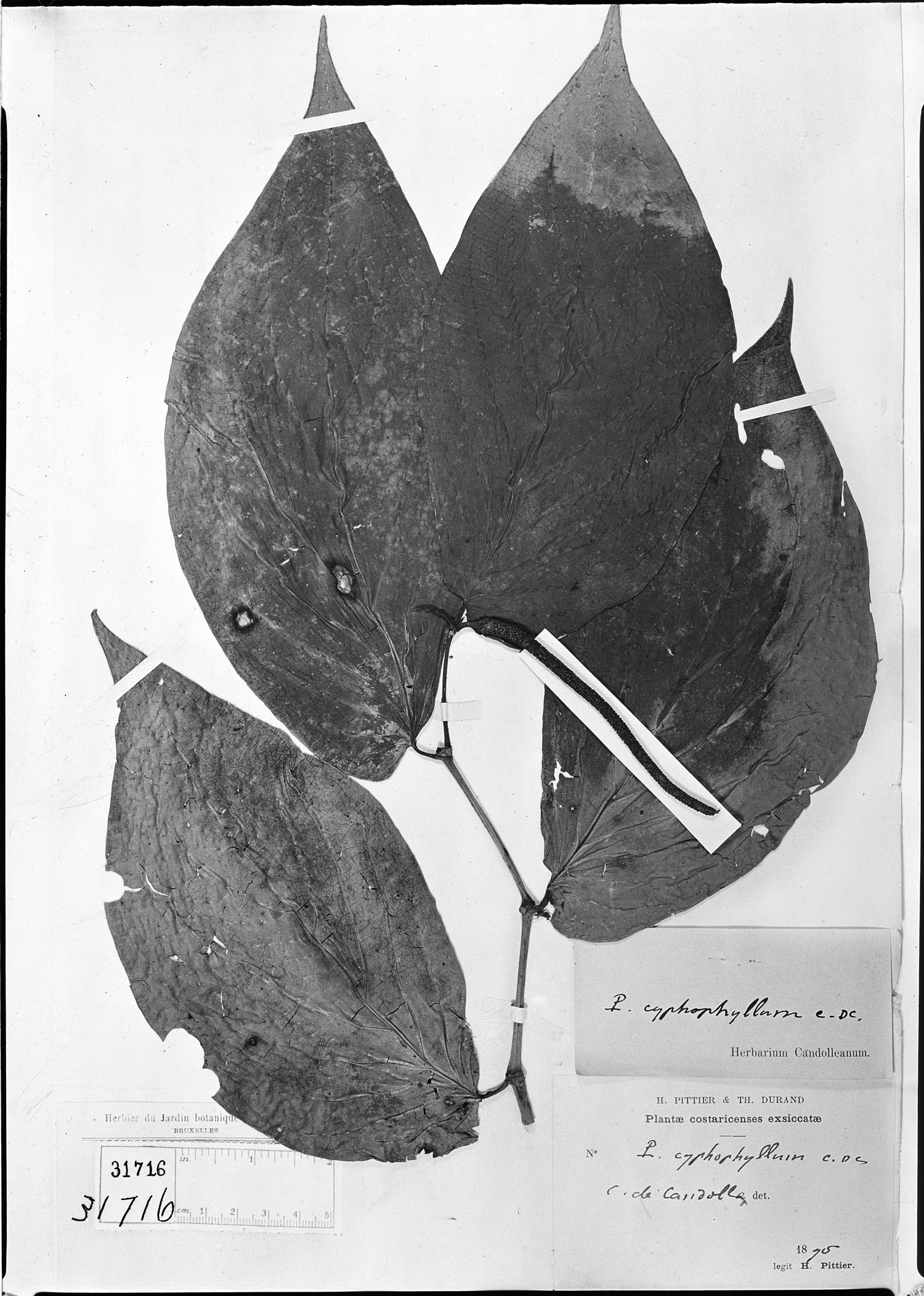 Piper cyphophyllum image