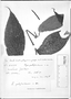 Piper polytrichum image