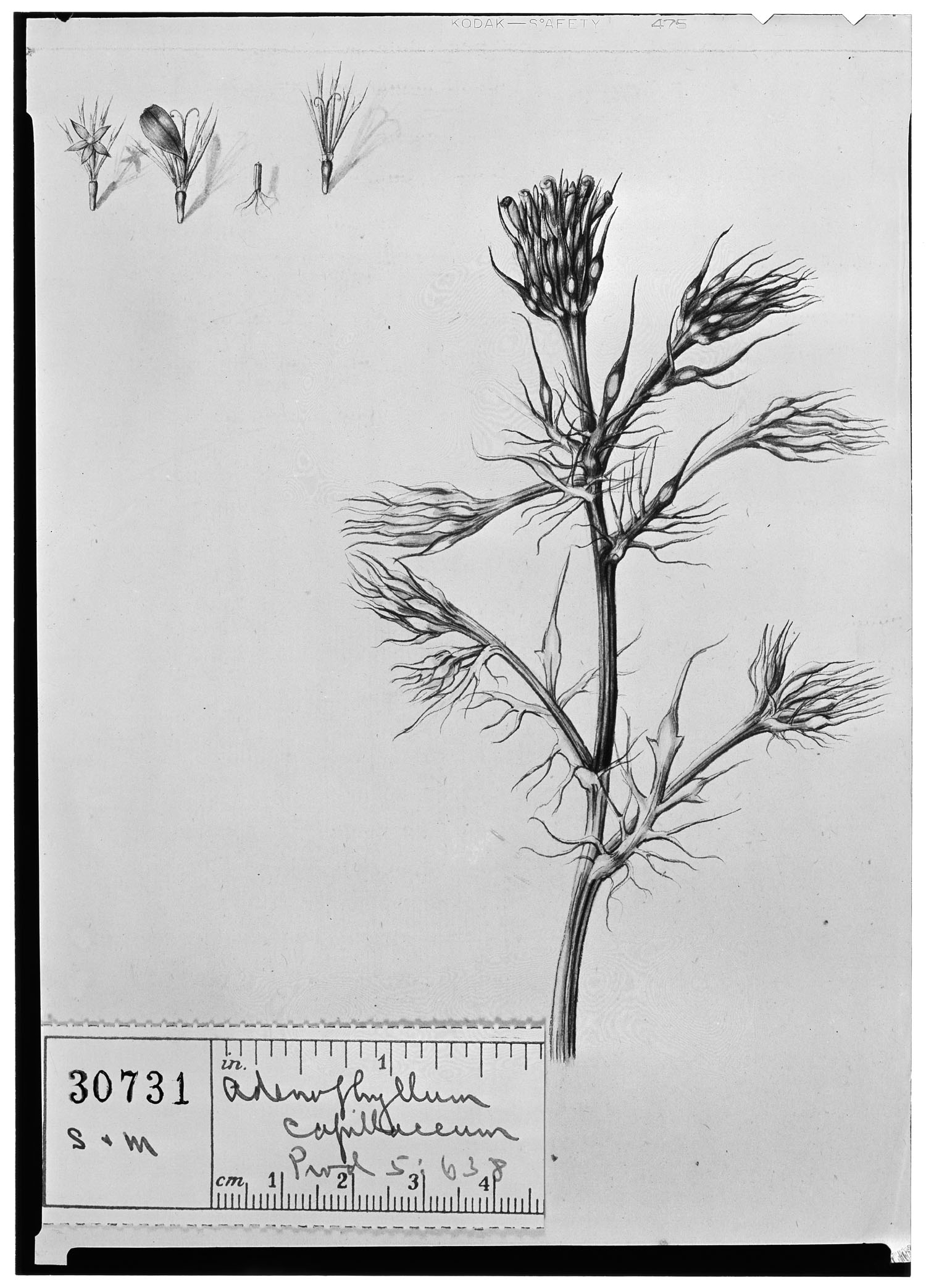 Adenophyllum glandulosum image