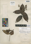 Myrcia albobrunnea McVaugh, PERU, G. Klug 1030, Isotype, F