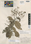 Myrcia dichasialis McVaugh, PERU, J. Schunke Vigo 134, Holotype, F